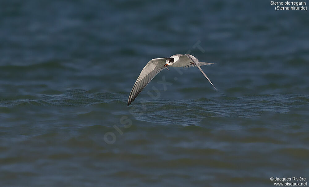 Common Ternadult post breeding, identification, Flight, eats