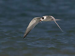 Common Tern