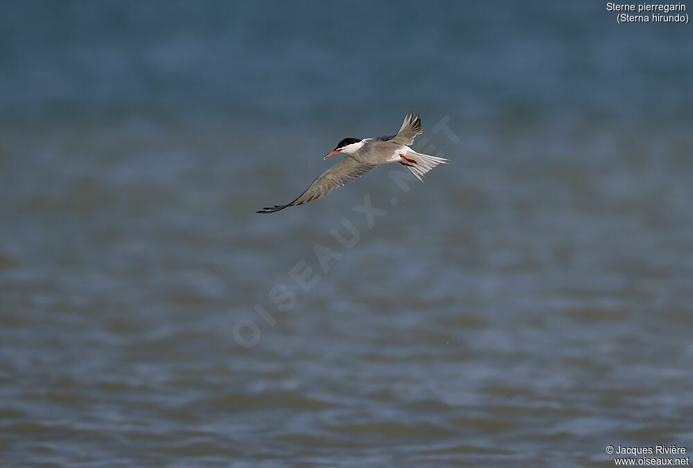 Common Ternadult breeding, Flight