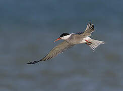 Common Tern