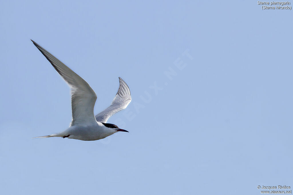 Common Ternadult breeding, Flight