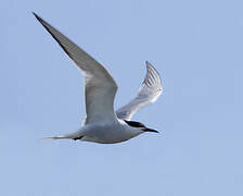 Common Tern