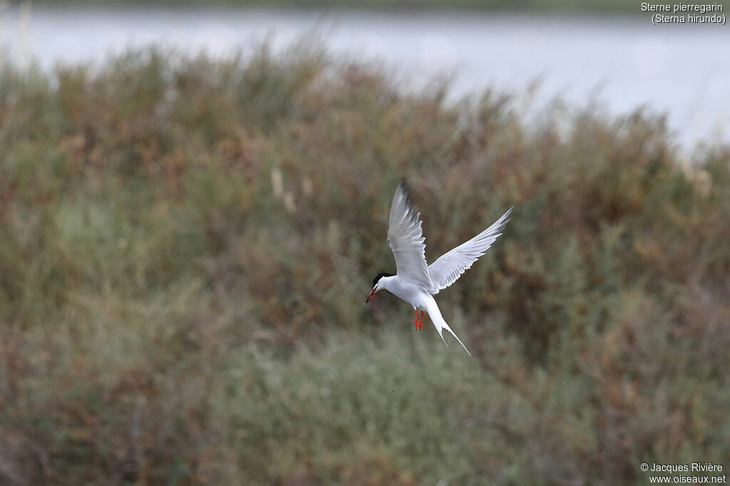 Common Ternadult breeding, Flight