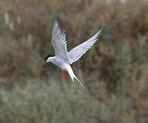 Common Tern