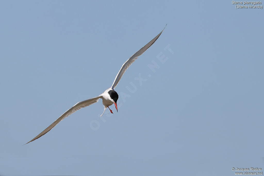 Common Ternadult, Flight