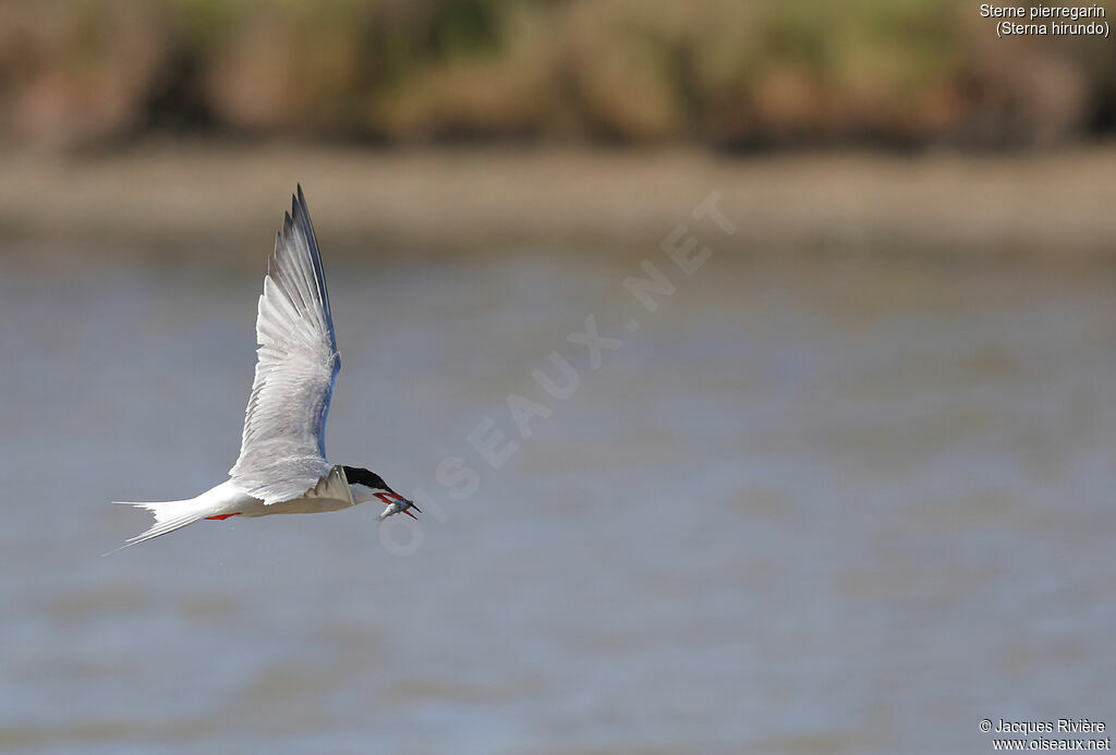 Common Ternadult breeding, Flight, Reproduction-nesting