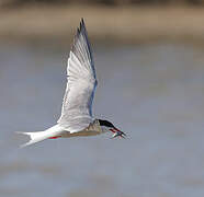 Common Tern