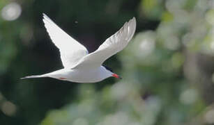 Common Tern