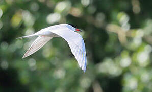 Common Tern