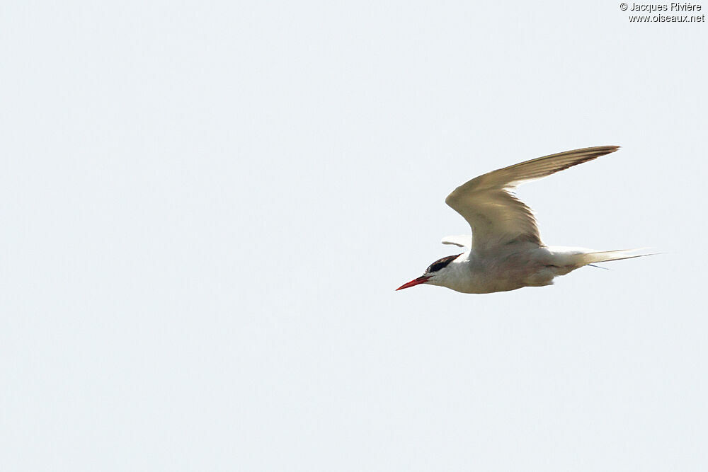 Common Ternadult breeding, Flight