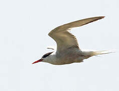 Common Tern