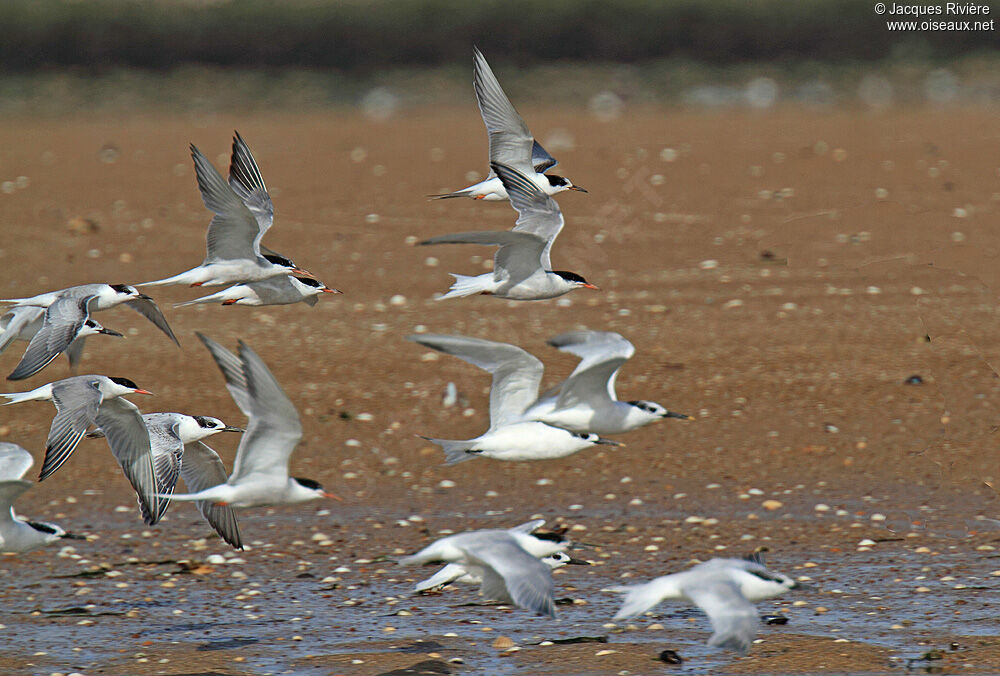 Common Ternadult, Flight