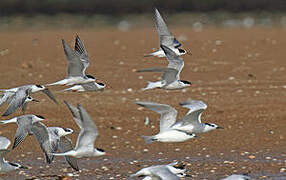 Common Tern