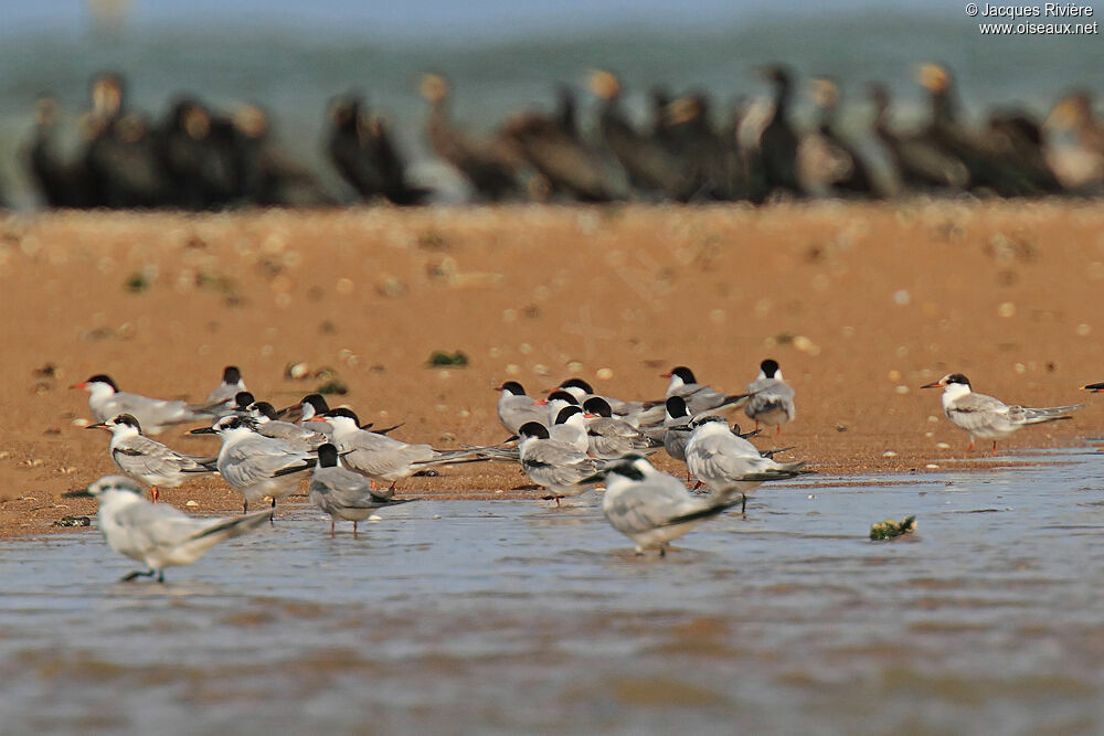 Common Ternadult post breeding