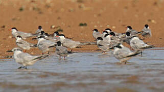 Common Tern