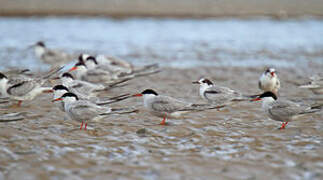 Common Tern