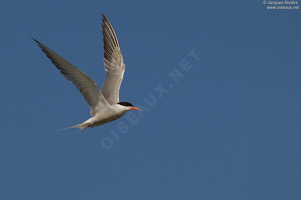 Common Ternadult breeding, Flight