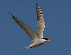 Common Tern