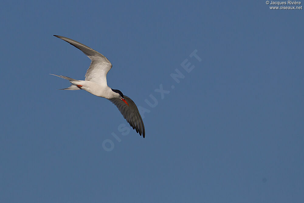 Common Ternadult breeding, Flight