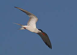 Common Tern