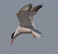 Common Tern