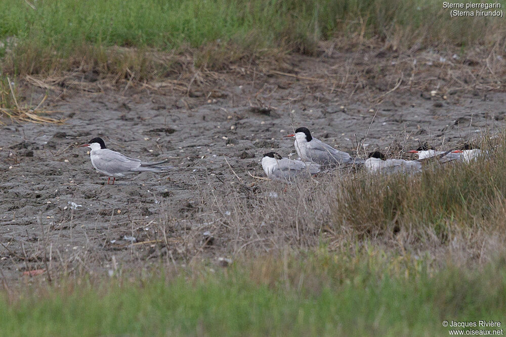 Common Ternadult breeding, identification