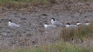 Common Tern