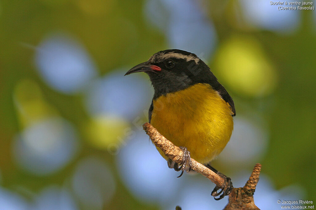 Bananaquitadult, identification