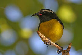 Bananaquit