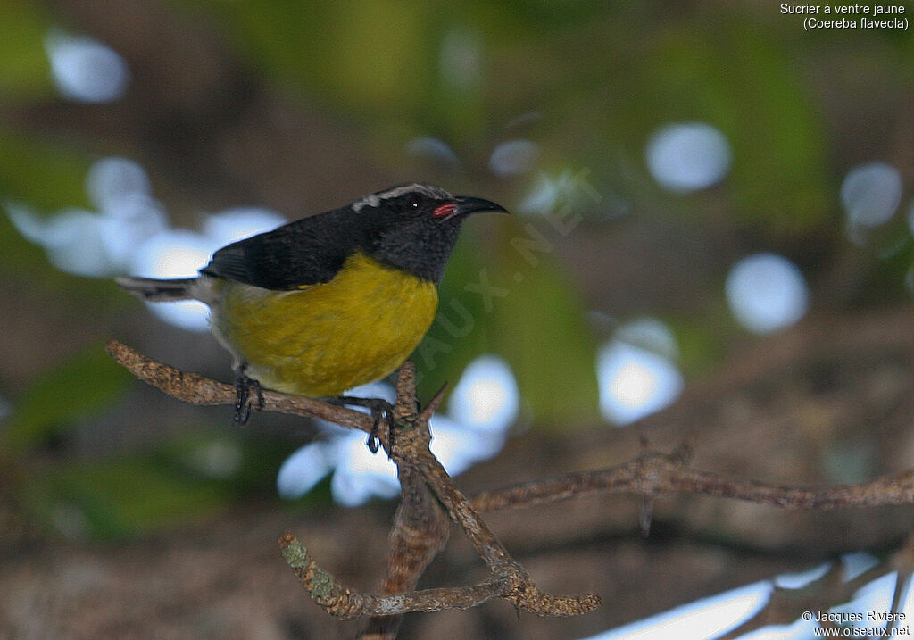 Sucrier à ventre jauneadulte, identification