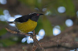 Bananaquit