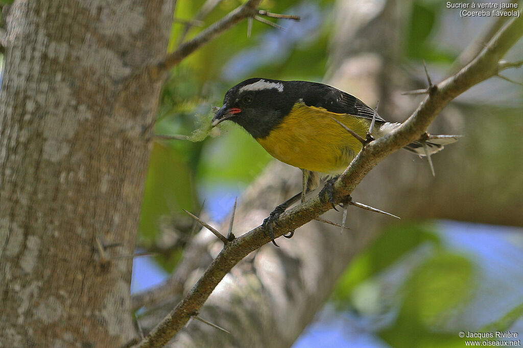 Bananaquitadult breeding, identification, Reproduction-nesting