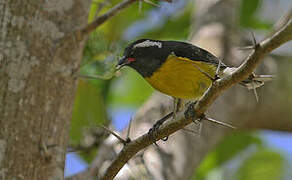 Bananaquit