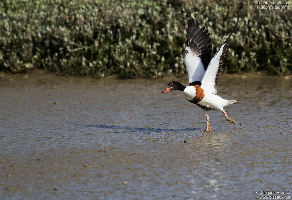 Common Shelduck female adult breeding, Flight