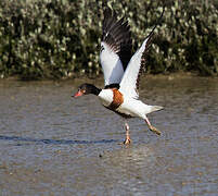 Common Shelduck