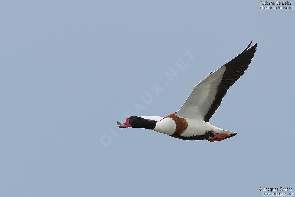 Common Shelduck male adult breeding, Flight