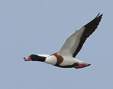 Common Shelduck