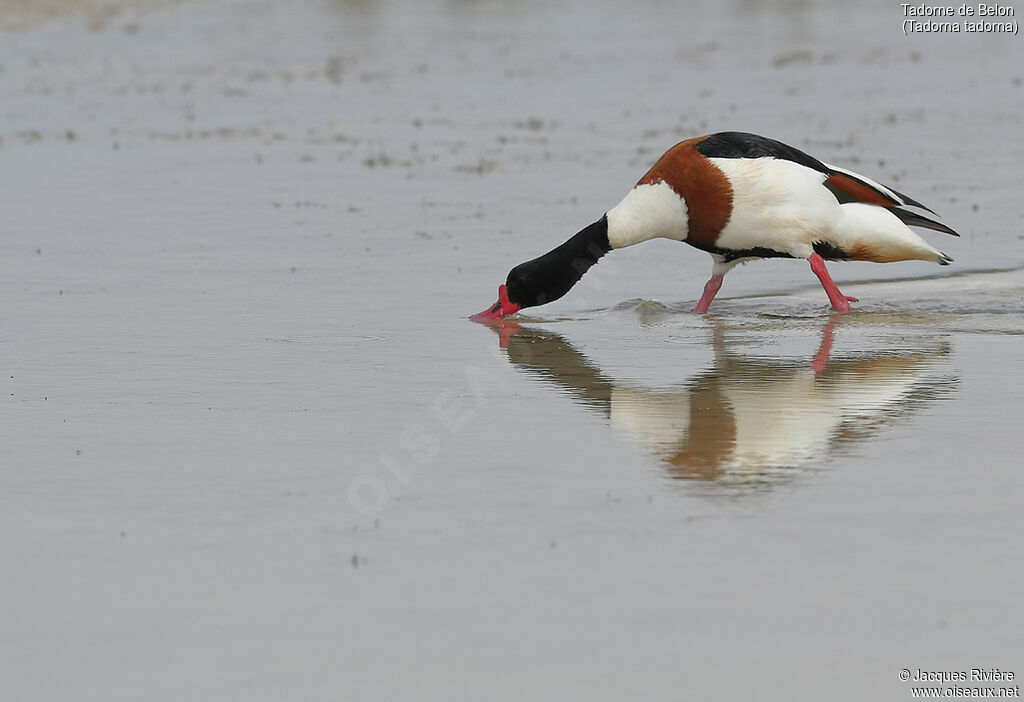 Common Shelduck male adult breeding, identification, eats