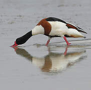 Common Shelduck