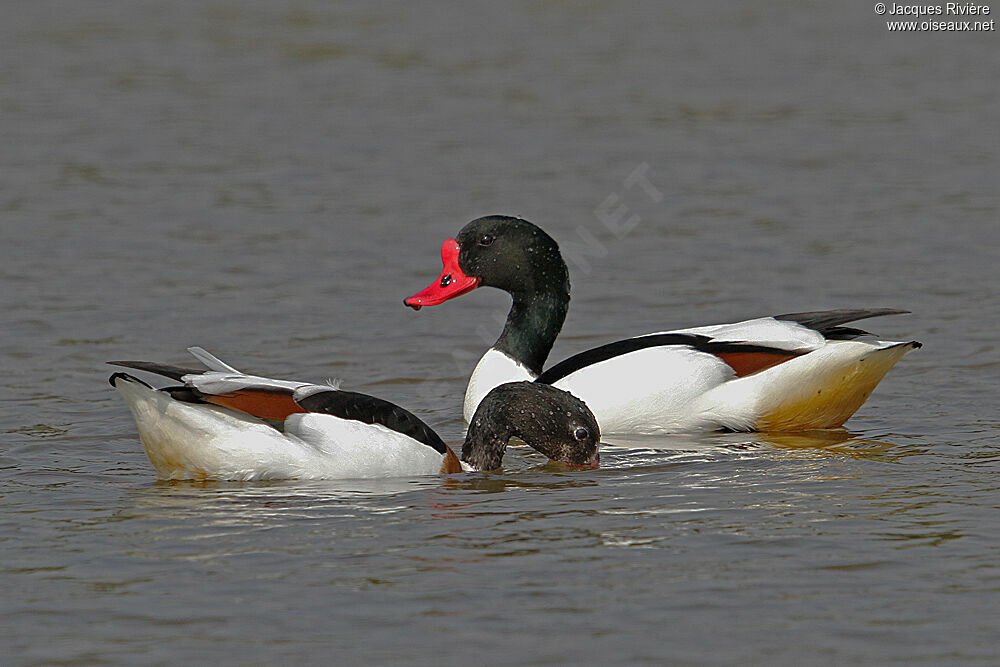 Common Shelduck adult breeding