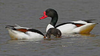 Common Shelduck