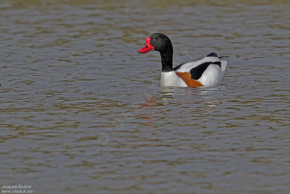 Common Shelduck male adult breeding, swimming