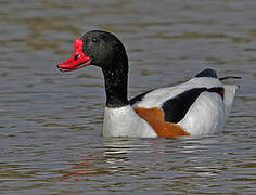 Common Shelduck