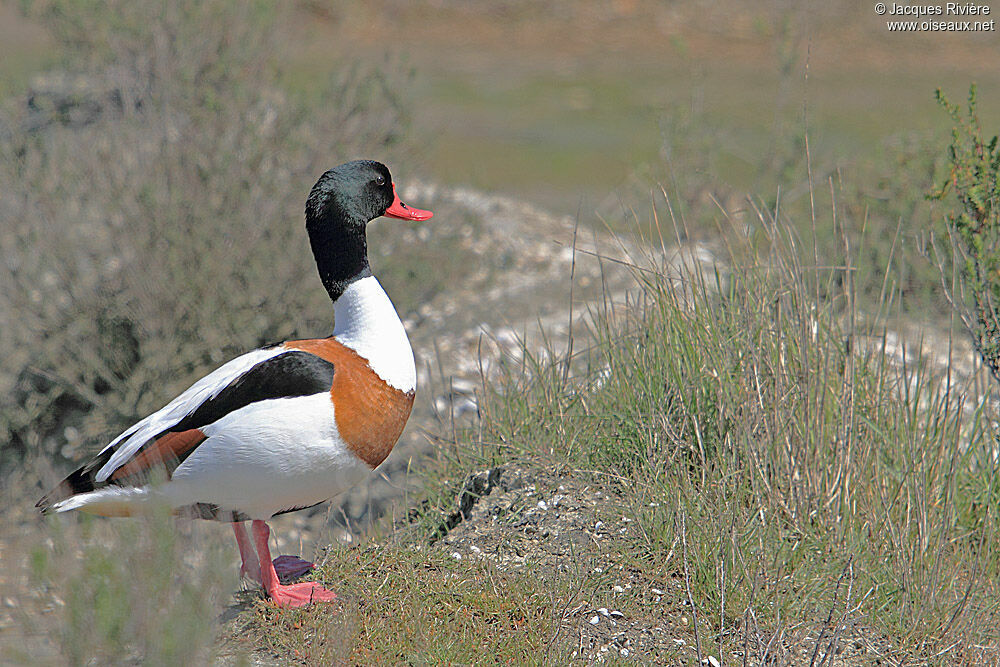 Common Shelduck male adult breeding