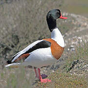 Common Shelduck