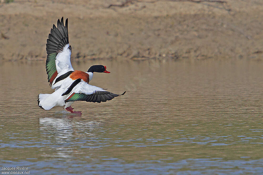 Common Shelduck male adult, pigmentation, Flight