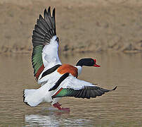 Common Shelduck