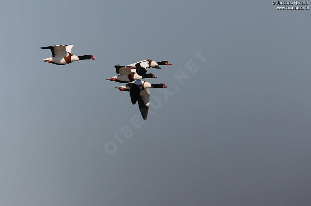 Common Shelduck , Flight