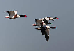 Common Shelduck