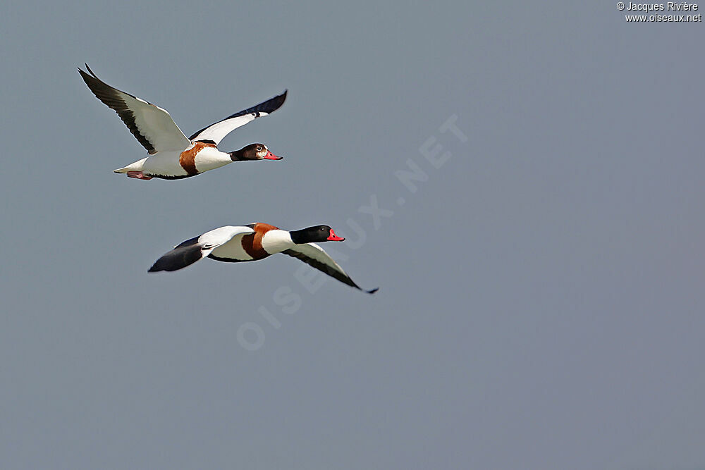 Common Shelduck , Flight